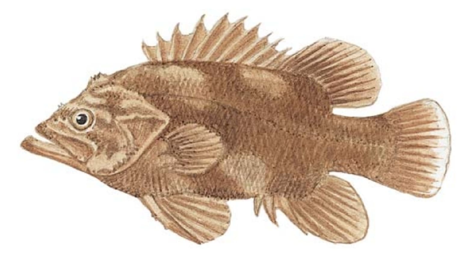 Wreckfish