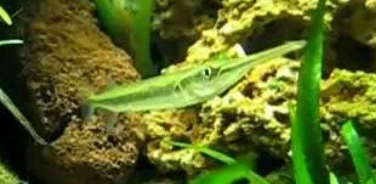 Wrestling halfbeak