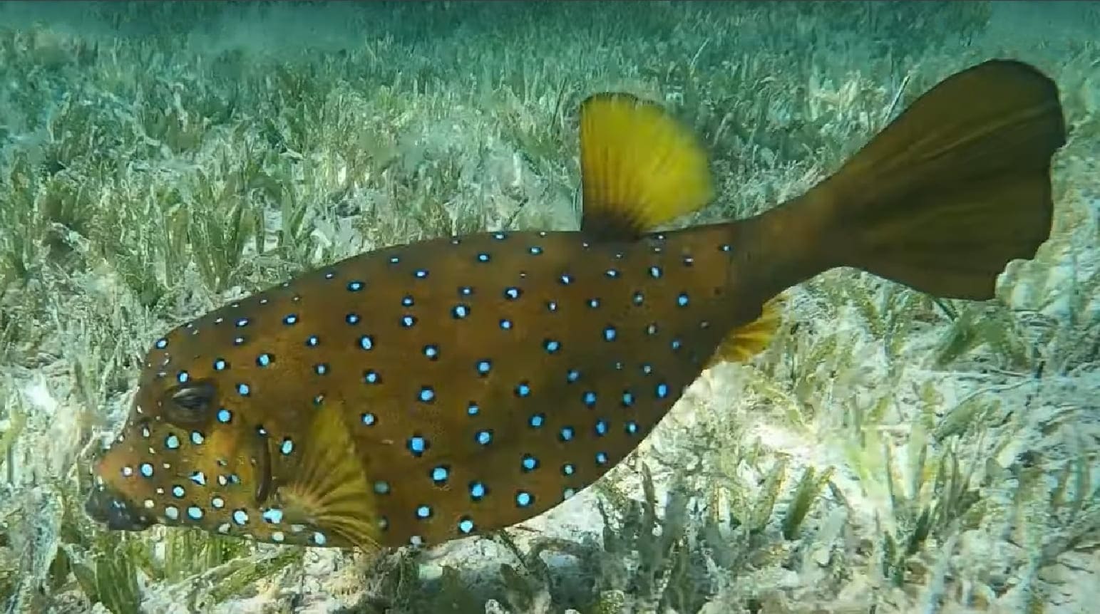 Yellow boxfish