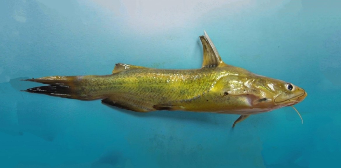 Yellow catfish