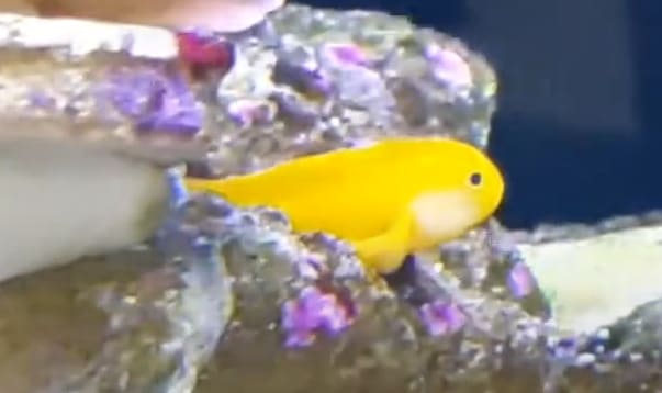 Yellow clown goby