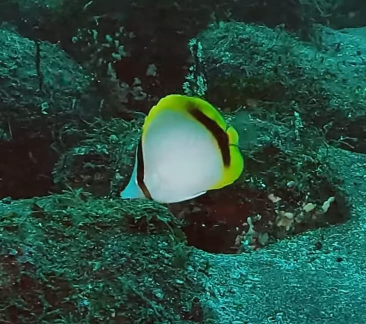 Yellow-dotted butterflyfish