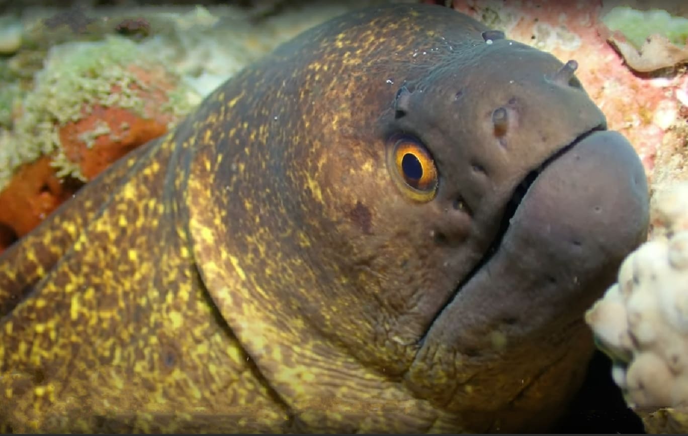 Yellow-edged moray