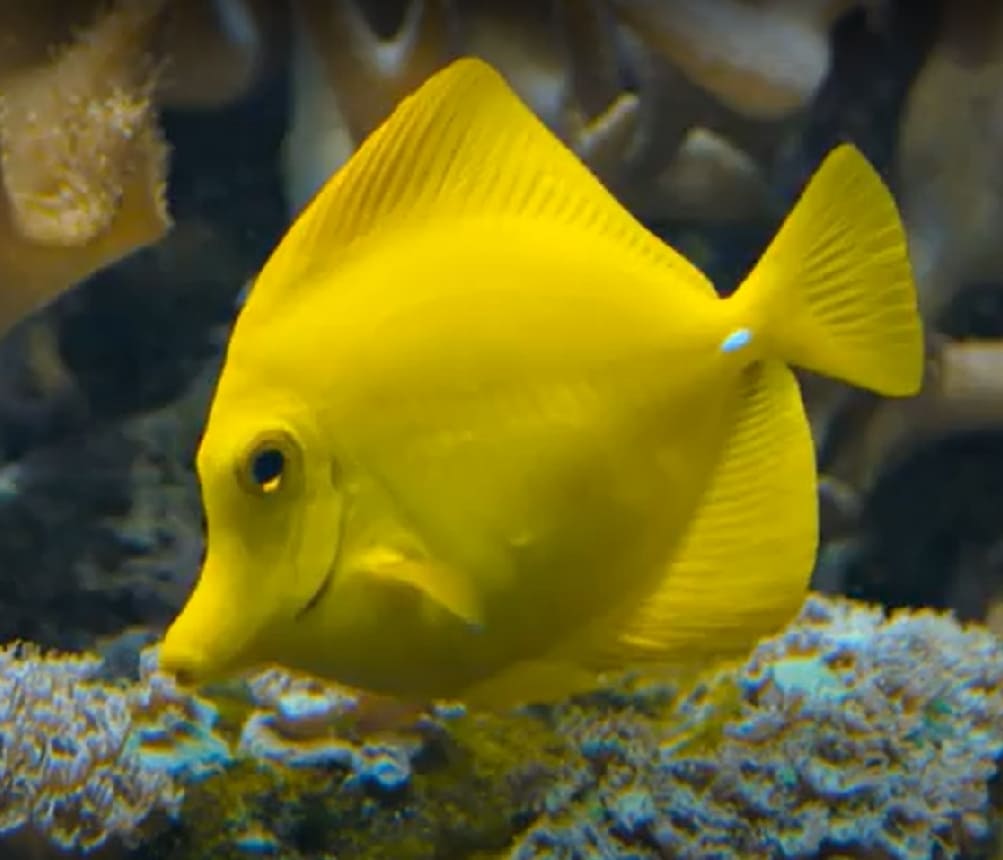 Yellow tang