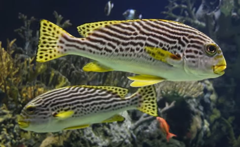 Yellowbanded sweetlips