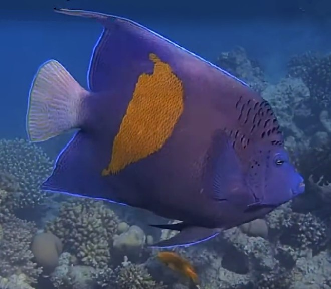 Yellowbar angelfish