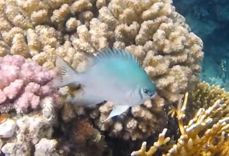 Yellowbelly damselfish