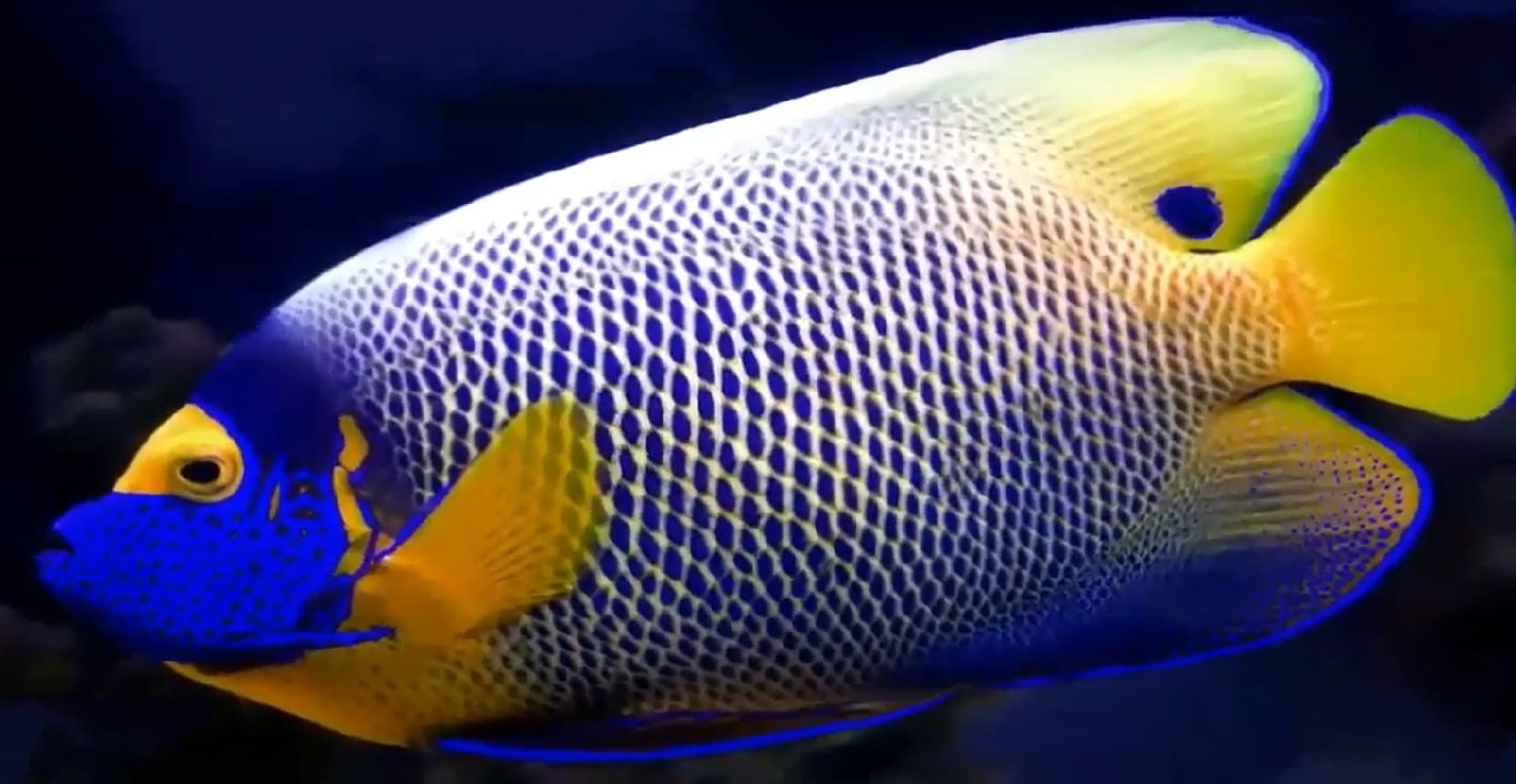 Yellowface angelfish