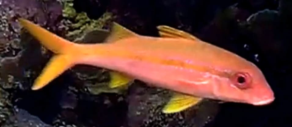 Yellowfin goatfish