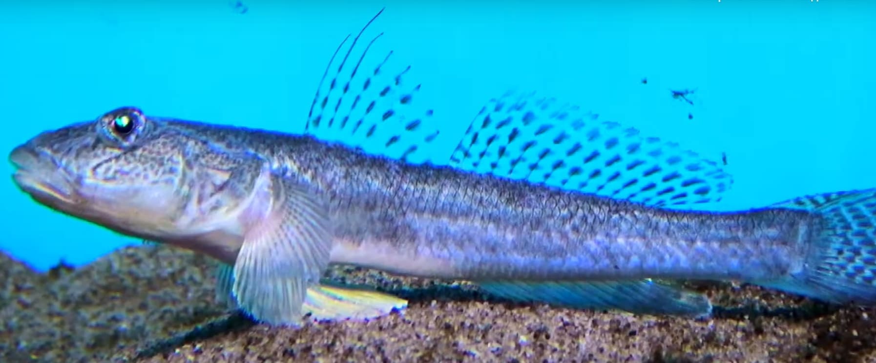 Yellowfin goby