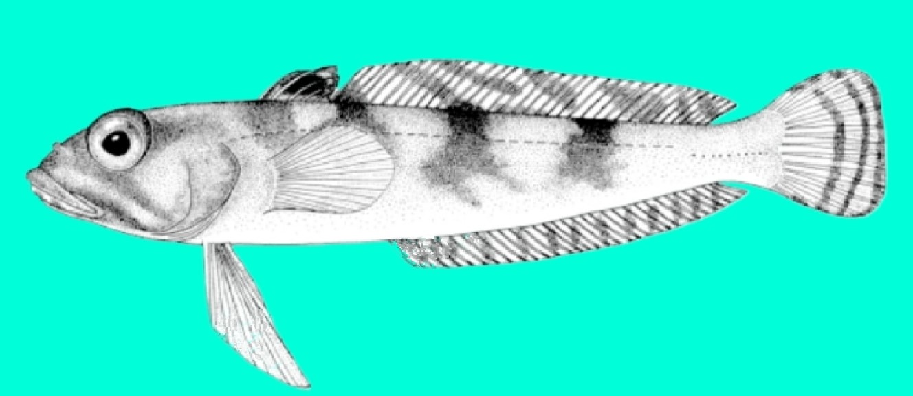 Yellowfin rockcod