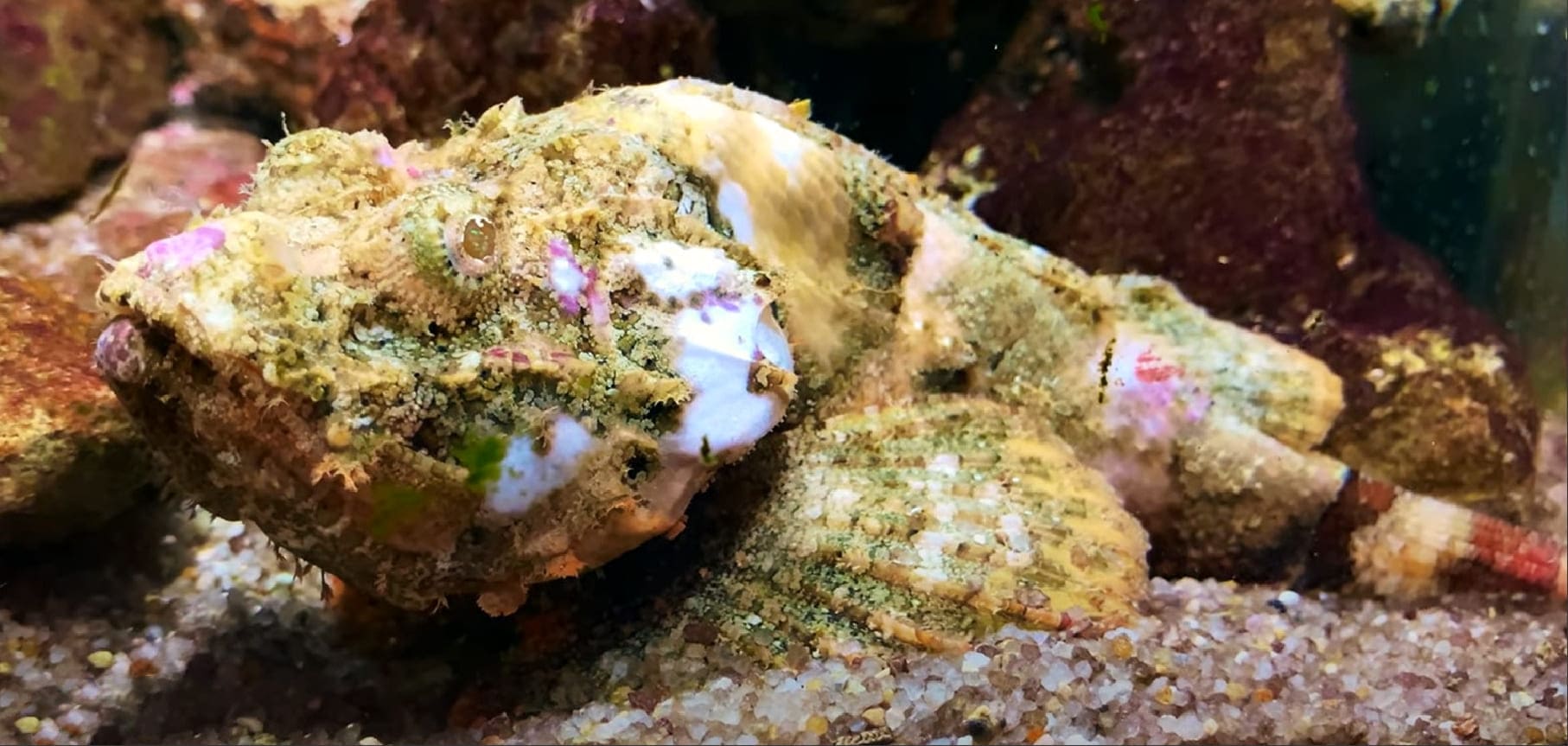 Yellowfin scorpionfish
