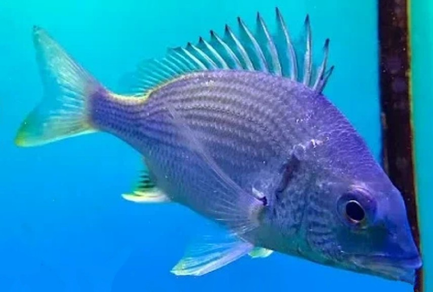 Yellowfin seabream