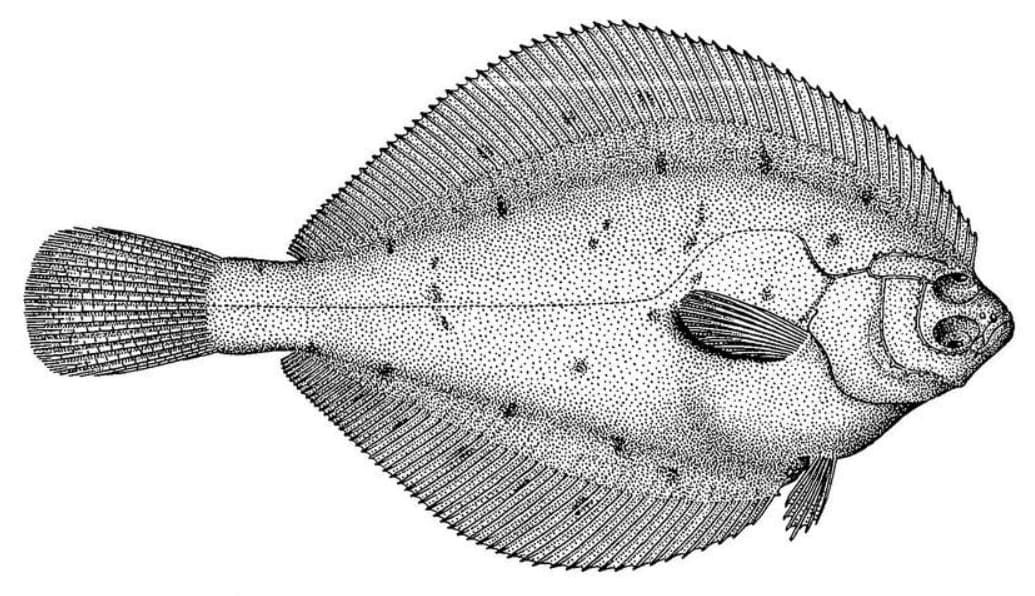 Yellowfin sole