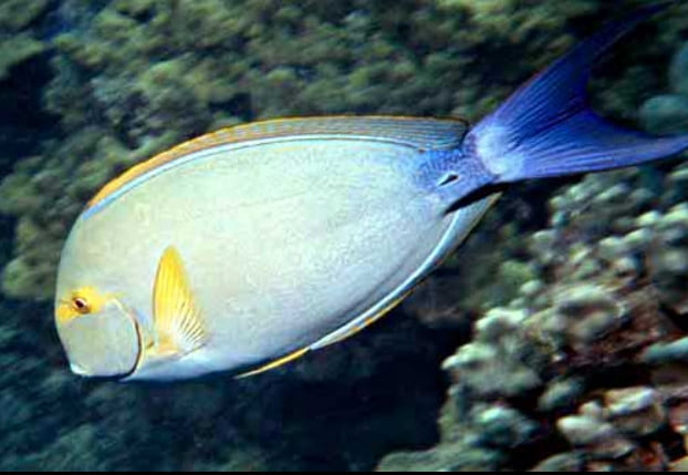 Yellowfin surgeonfish