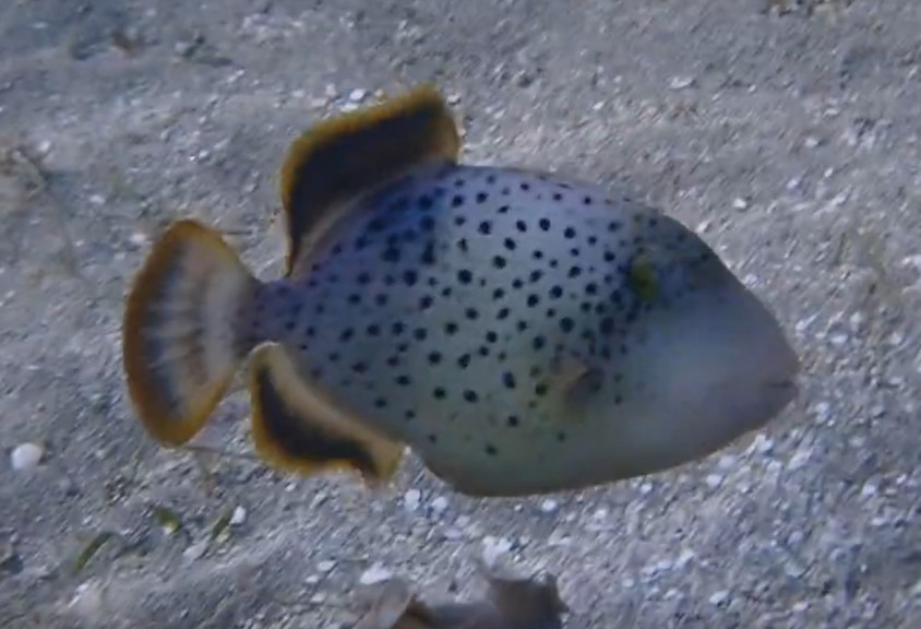 Yellowmargin triggerfish