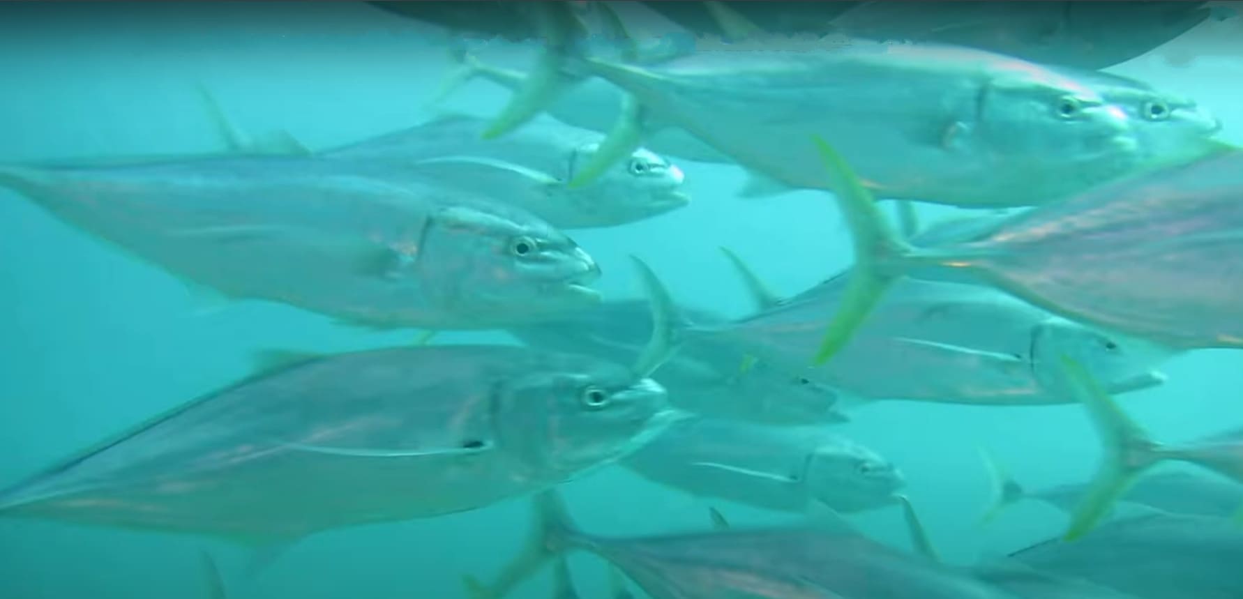 Yellowspotted trevally
