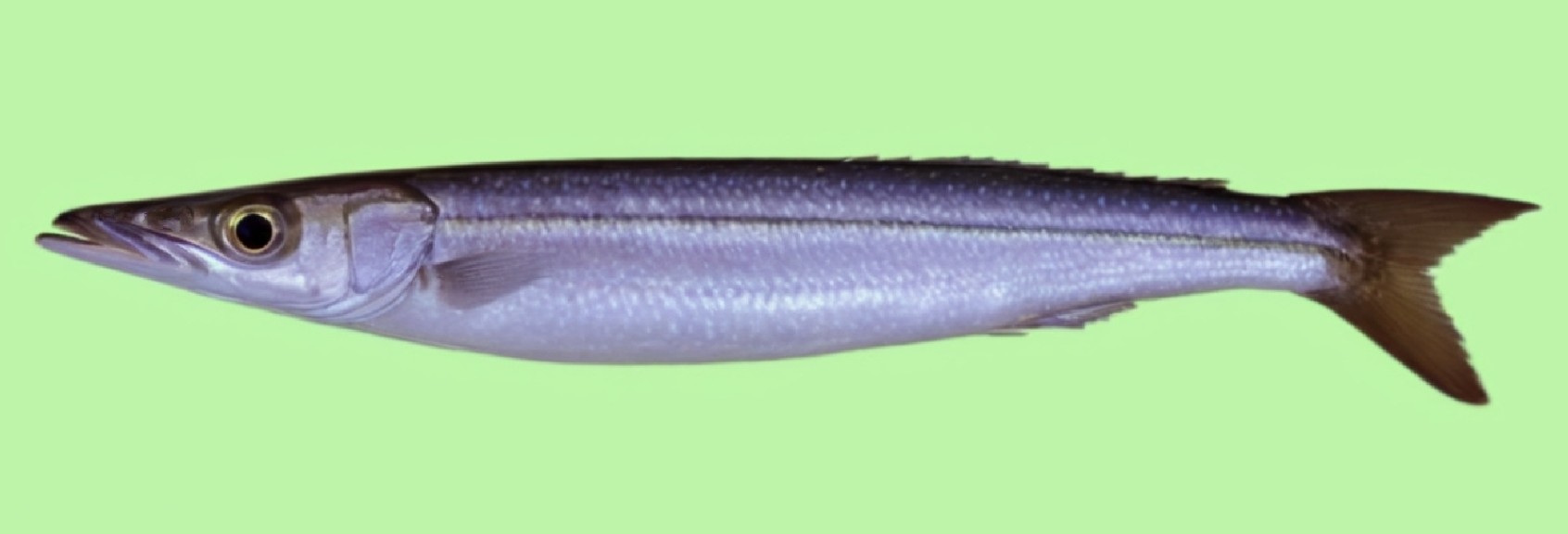Yellowstripe barracuda