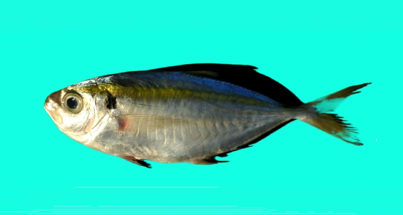 Yellowstripe scad