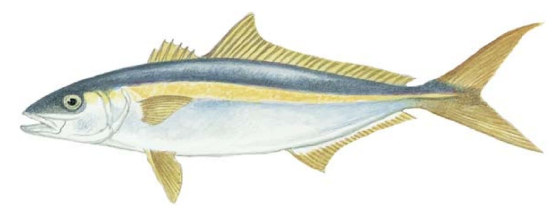 Yellowtail
