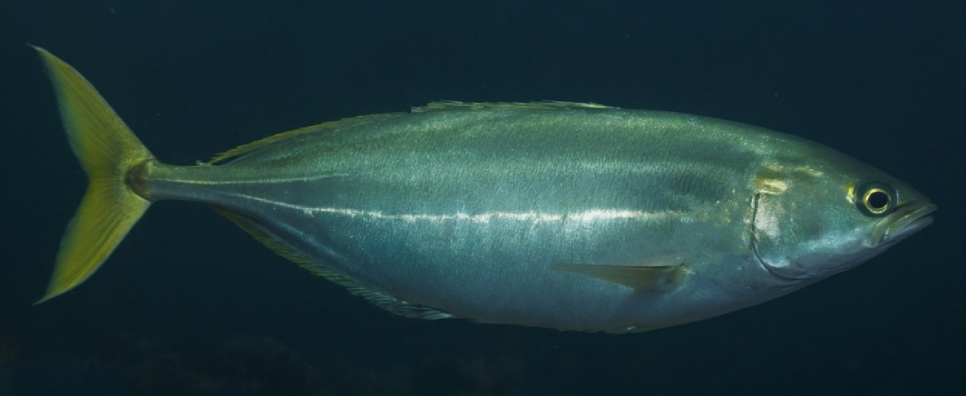 Yellowtail scad