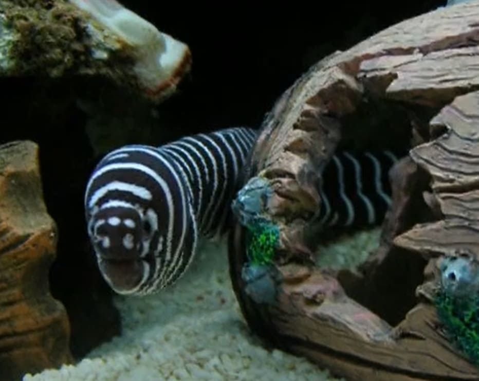 Zebra moray