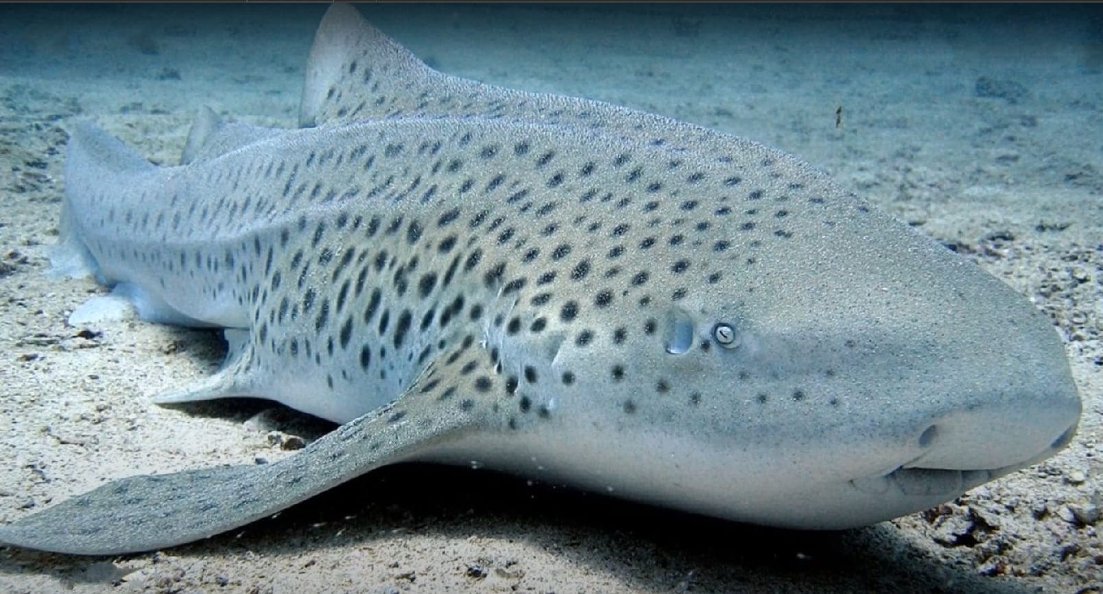 Zebra shark