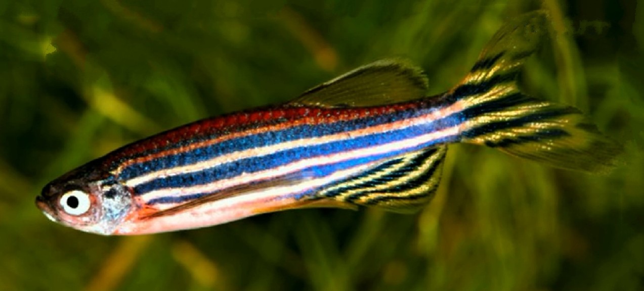 Zebrafish